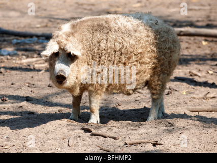 Mangalica-Schwein - ein ungarischer seltene Rasse-Schwein, die eine Come back wegen die gesundheitlichen Eigenschaften von Fleisch macht. Ungarn Stockfoto
