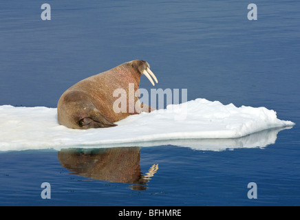 Atlantische walrus(es) (Odobenus Rosmarus Rosmarus) Bummeln auf dem Packeis, Spitzbergen, Arktis Norwegen Stockfoto