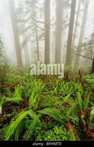 Wald entlang Verdammnis Creek Trail im Del Norte Coast Redwoods State park Stockfoto