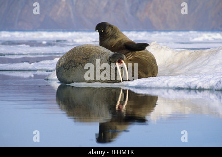 Atlantische Walrosse (Odobenus Rosmarus Rosmarus) auf Packeis, Alexandra Fiord l Ellesmere Island, kanadische Arktis Stockfoto