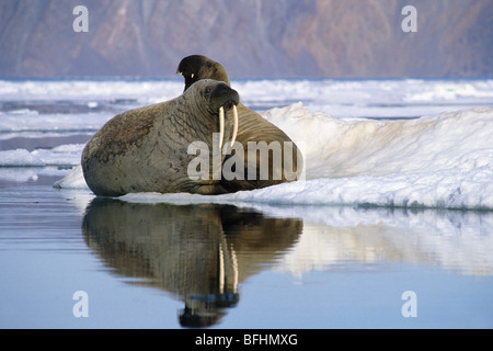Atlantische Walrosse (Odobenus Rosmarus Rosmarus) auf Packeis, Alexandra Fiord l Ellesmere Island, kanadische Arktis Stockfoto
