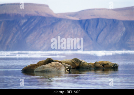 Atlantische Walrosse (Odobenus Rosmarus Rosmarus) auf Packeis, Alexandra Fiord l Ellesmere Island, kanadische Arktis Stockfoto