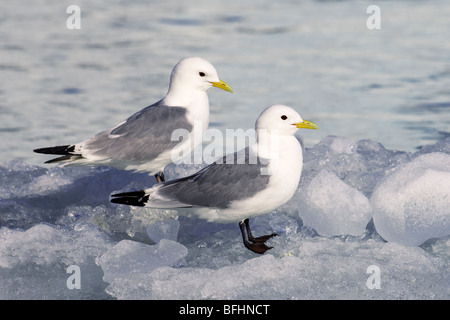 Schwarz-legged Dreizehenmöwen (Rissa Tridactyla) ruht auf dreiste Eis, Spitzbergen, Arktis Norwegen Stockfoto