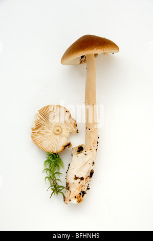 AMANITA FULVA, TAWNY GRISETTE, PILZE, PILZ. Stockfoto