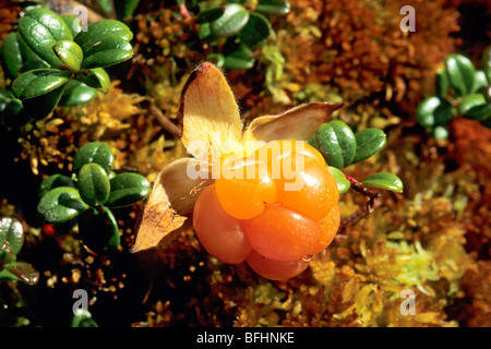 Moltebeere (Rubus Chamaemorus), zentrale Barrenlands, Nunavut, Kanada Arktis Stockfoto