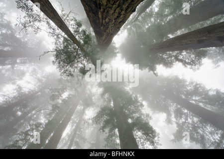 Blick himmelwärts gegenüber den hoch aufragenden Redwood Bäumen entlang Verdammnis Creek Trail im Del Norte Coast Redwoods State park Stockfoto