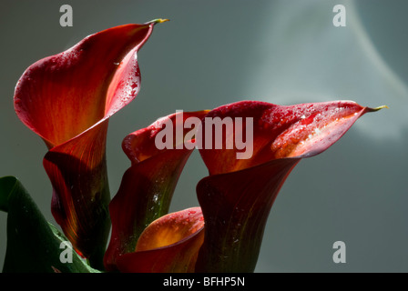 Zantedeschia Aethiopica Calla Lilie orange Stockfoto