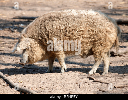 Mangalica-Schwein - ein ungarischer seltene Rasse-Schwein, die eine Come back wegen die gesundheitlichen Eigenschaften von Fleisch macht. Ungarn Stockfoto