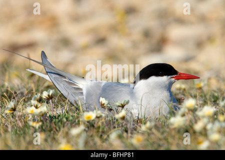 Inkubation von Erwachsenen Küstenseeschwalbe (Sterna Paradisea), Victoria-Insel, Nunavut, arktischen Kanada Stockfoto