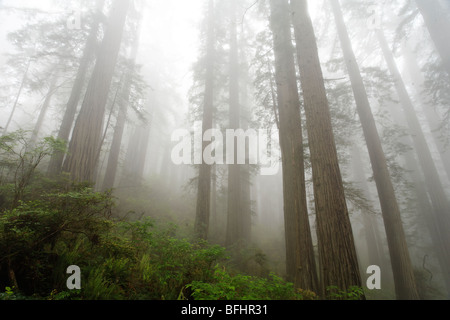 Wald entlang Verdammnis Creek Trail im Del Norte Coast Redwoods State park Stockfoto