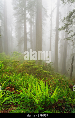 Wald entlang Verdammnis Creek Trail im Del Norte Coast Redwoods State park Stockfoto