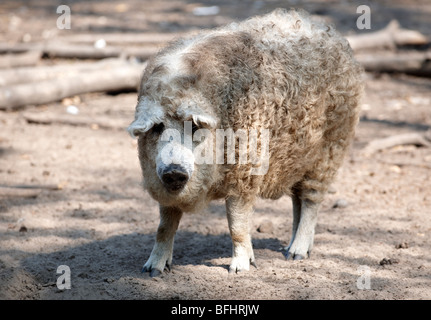 Mangalica-Schwein - ein ungarischer seltene Rasse-Schwein, die eine Come back wegen die gesundheitlichen Eigenschaften von Fleisch macht. Ungarn Stockfoto