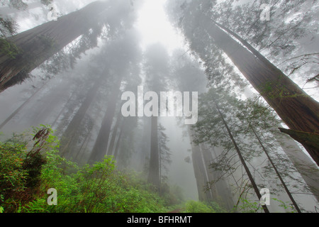 Blick himmelwärts gegenüber den hoch aufragenden Redwood Bäumen entlang Verdammnis Creek Trail im Del Norte Coast Redwoods State park Stockfoto