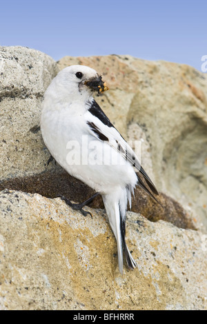 Erwachsene männliche Snow Bunting (Plectrophenax Nivalis), Spitzbergen Island, Spitzbergen, Arktis Norwegen Stockfoto