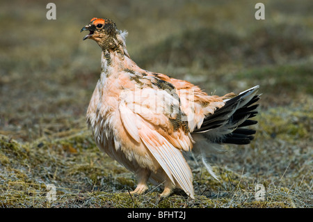 Männliche Svlabard Alpenschneehuhn (Lagopus Mutus Hyperboreus), Spitzbergen Insel, Inselgruppe Svalbard Arktis Norwegen mausern. Stockfoto