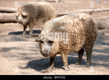 Mangalica-Schwein - ein ungarischer seltene Rasse-Schwein, die eine Come back wegen die gesundheitlichen Eigenschaften von Fleisch macht. Ungarn Stockfoto