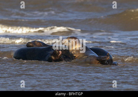 Drei graue Atlantik dichtet Halichoerus Grypus spielen und Paarung im Meer Lincolnshire uk Stockfoto