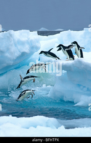 Eine Gruppe von Adelie-Pinguine (Pygoscelis Adeliae) verlassen ihre Verschachtelung Kolonie Futtersuche unterwegs.  Antarktische Halbinsel. Stockfoto