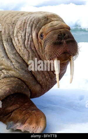 Erwachsenen Bull atlantische Walross (Odobenus Rosmarus) Bummeln auf Packeis, Spitzbergen, Arktis Norwegen Stockfoto