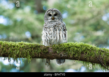 Erwachsene männliche Streifenkauz (Strix Varia), gemäßigten Regenwälder, Vancouver Island, Küsten Britisch-Kolumbien, Kanada Stockfoto