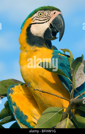Erwachsenen blaue und gelbe Aras (Ara Ararauna), Pantanal, Brasilien Stockfoto