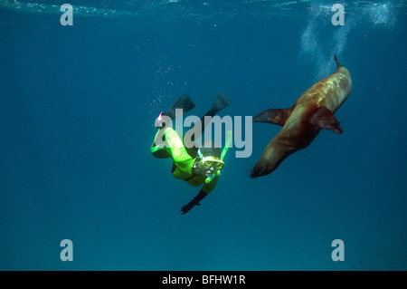 Sollte Schwimmen mit juveniler kalifornische Seelöwe (Zalophus Californianus), Galapagos-Inseln, Ecuador Stockfoto