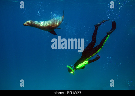 Sollte Schwimmen mit einer juvenilen kalifornische Seelöwe (Zalophus Californianus), Galapagos-Inseln, Ecuador Stockfoto