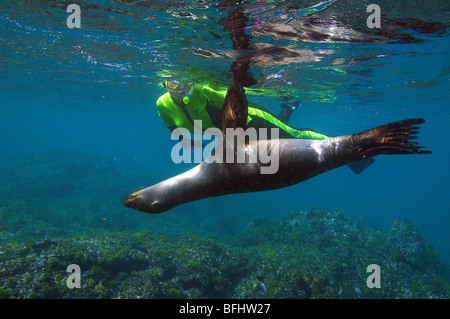 Sollte Schwimmen mit einer juvenilen kalifornische Seelöwe (Zalophus Californianus), Galapagos-Inseln, Ecuador Stockfoto