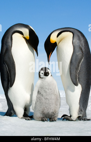 Erwachsene Kaiserpinguine (Aptenodytes Forsteri) und Küken, Snow Hill Island, antarktische Halbinsel Stockfoto