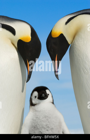 Kaiserpinguine (Aptenodytes Forsteri) und Küken, Snow Hill Island, antarktische Halbinsel Stockfoto