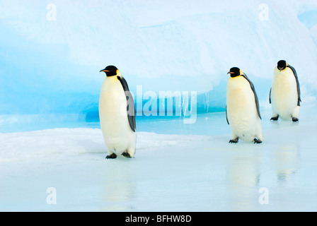 Erwachsene Kaiserpinguine (Aptenodytes Forsteri) wieder in ihre Verschachtelung Kolonie, Snow Hill Island, Weddellmeer, Antarktis Stockfoto