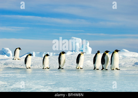 Erwachsene Kaiserpinguine (Aptenodytes Forsteri) wieder in ihre Verschachtelung Kolonie, Snow Hill Island, Weddellmeer, Antarktis Stockfoto