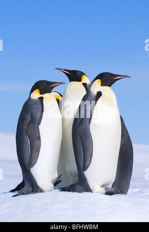 Erwachsene Kaiserpinguine (Aptenodytes Forsteri), Snow Hill Island, Weddellmeer, Antarktis Stockfoto