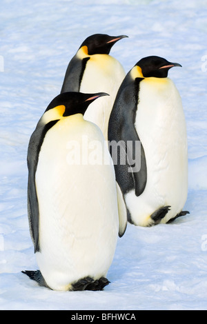 Erwachsene Kaiserpinguine (Aptenodytes Forsteri) nach einer Futtersuche Reise auf hoher See, Snow Hill Island, Weddellmeer, Antarktis Stockfoto