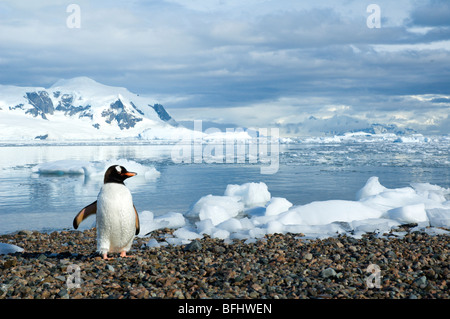 Erwachsenen Gentoo Penguin (Pygoscelis Papua) Rückkehr von einer Futtersuche Reise auf dem Meer, Neko Harbour, antarktische Halbinsel Stockfoto