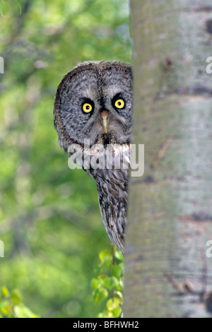 Erwachsenen großen grau-Eule (Strix Nebulosa), Nord-Alberta, Kanada Stockfoto