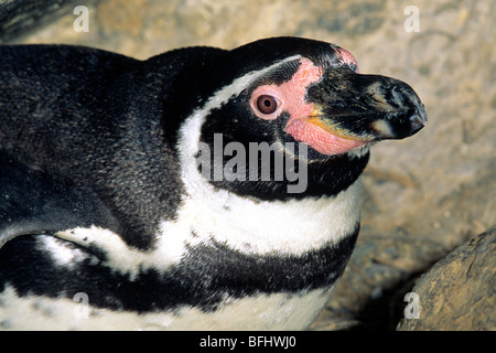 Humboldt-Pinguin (Spheniscus Humboldti) innen nisten Spalt, Küste Chile, Südamerika Stockfoto