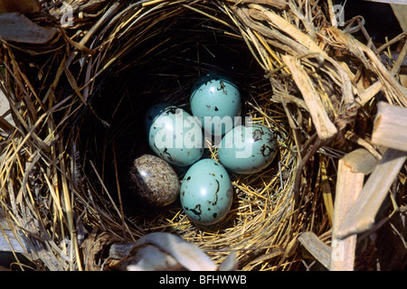 Ein vier-Gelege von einem Rotschulterstärling (Agelaius Phoeniceus) Stockfoto
