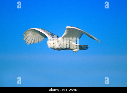 Adultr weibliche Schneeeule (Nyctea Scandiaca).  Alberta, Kanada. Stockfoto