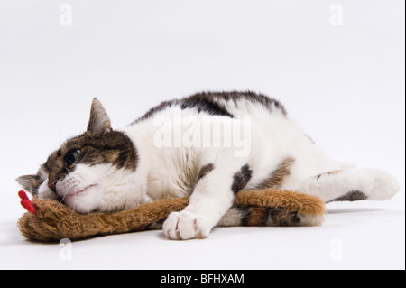 Haustier Katze spielt mit Stofftier und Katzenminze Stockfoto