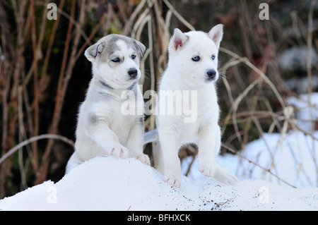 Sechs Wochen alten reinrassigen Siberian Husky Welpen im Schnee am Bright Angel Park, Cowichan Station, BC. Stockfoto