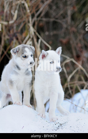 Sechs Wochen alten reinrassigen Siberian Husky Welpen im Schnee am Bright Angel Park, Cowichan Station, BC. Stockfoto