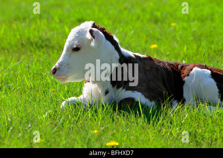 Sechs Tage alten Hereford Kalb auf Wiese in Glenora, BC. Stockfoto