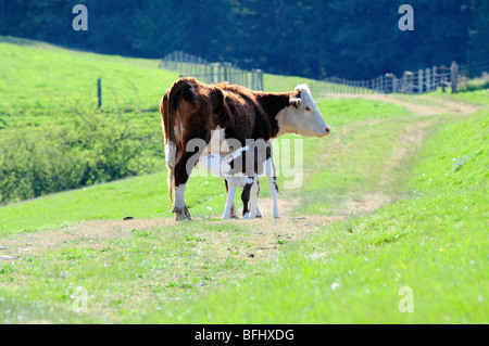 Sechs Tage altes Baby Hereford Kalb Pflege seiner Mutter im Glenora, BC. Stockfoto