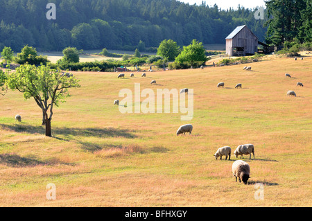 Schafbeweidung auf Ruckle Provincial Park auf Saltspring Island, BC. Stockfoto