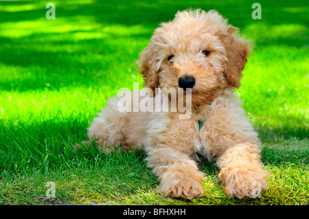 11 Wochen alte Miniatur Australian Labradoodle Welpen Stockfoto