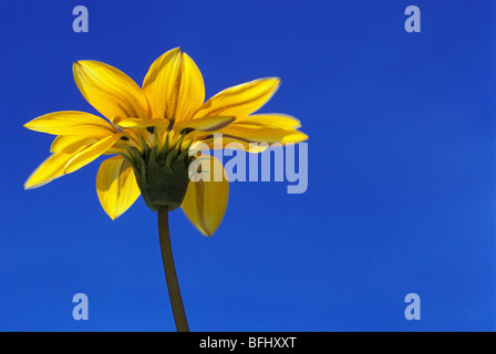 Nahaufnahme von gelben Gerbera Daisy, Namaqualand, Südafrika Stockfoto