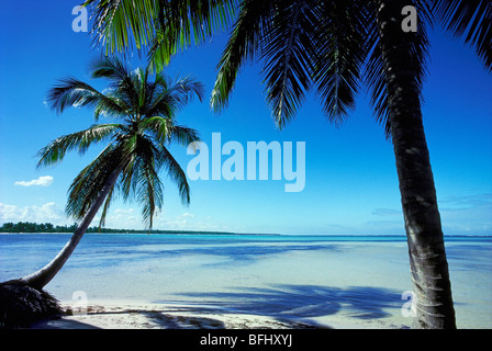 Palmen am Strand, Punta Cana, Dominikanische Republik Stockfoto