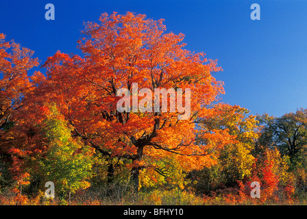 Ahornbäume im Herbst, Gatineau Park, Quebec, Kanada Stockfoto