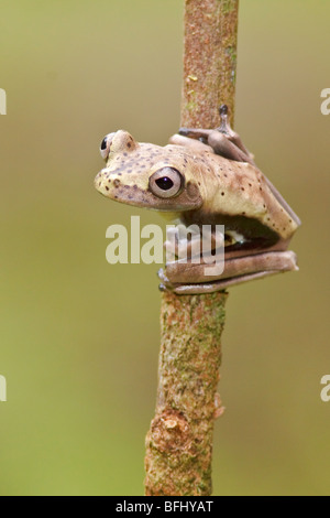 Ein Frosch sitzt auf einem bemoosten Ast im Amazonasgebiet Ecuadors. Stockfoto